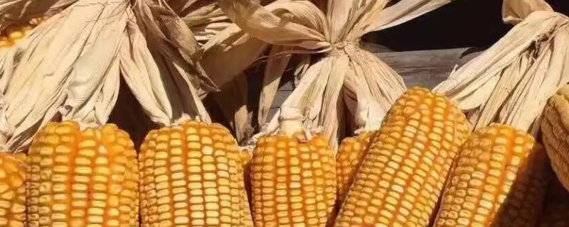 大地181玉米种子简介,每亩适宜密度5000株