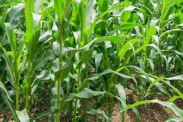 大地181玉米种子简介，每亩适宜密度5000株