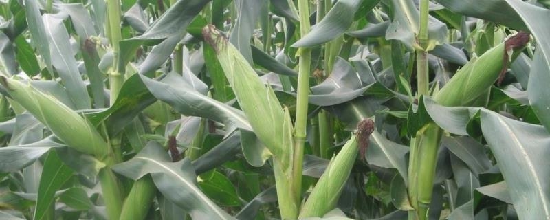 KT557玉米品种的特性，出苗至成熟127天