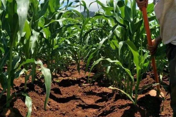 益田30玉米品种的特性，适宜播期4月下旬至5月上旬