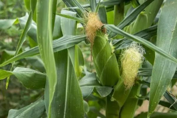 DF1936玉米种子特点，适宜播期6月上中旬