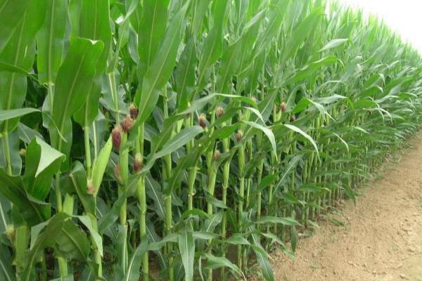 丰禾玉898玉米品种的特性，结合每亩施尿素20千克