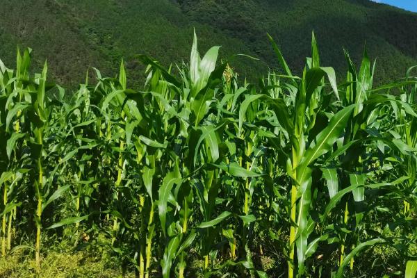 津糯303玉米种子简介,适宜密度为3500株/亩左右