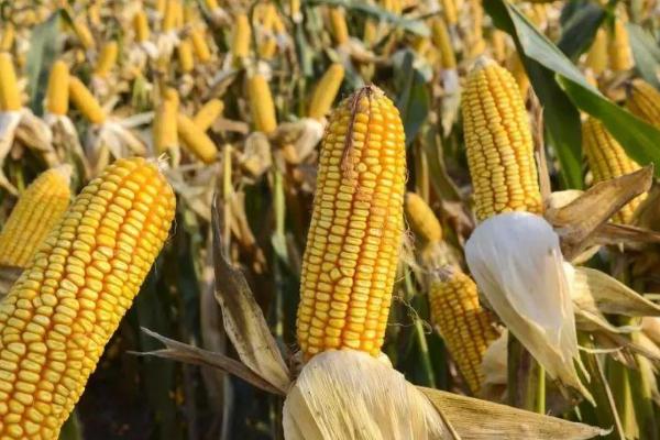 丰禾玉898玉米品种的特性，结合每亩施尿素20千克