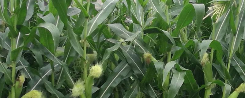 JL699玉米种子特征特性，中等肥力以上地块栽培