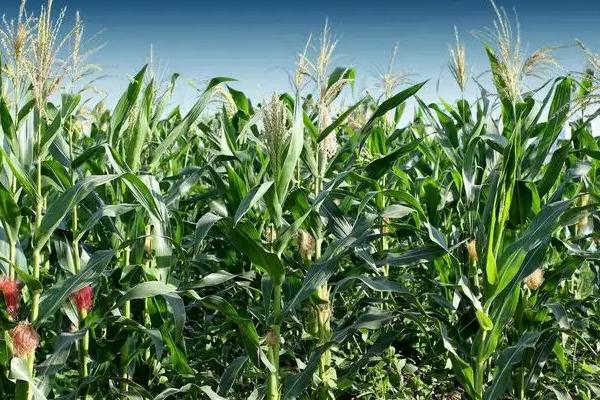 甜加糯958玉米种子介绍，鲜食糯玉米品种