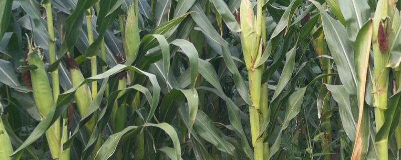 DY159玉米种子特征特性，中抗大斑病