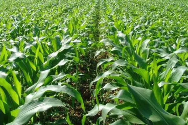 龙田815玉米种子特点，注意防治丝黑穗病