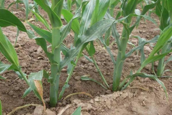 瑞顿170玉米种子简介，注意防治丝黑穗病