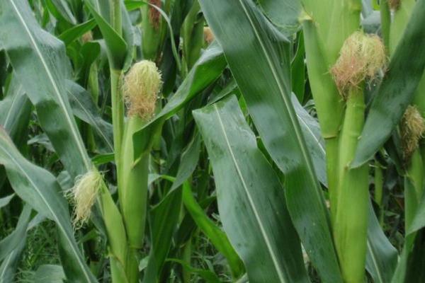 KC886玉米种子简介,适宜密度为4500株/亩左右