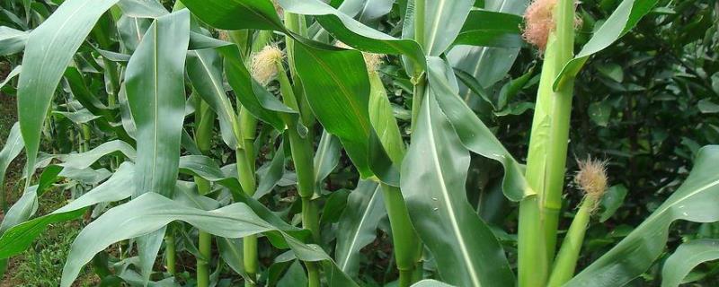 甜加糯958玉米种子介绍，鲜食糯玉米品种