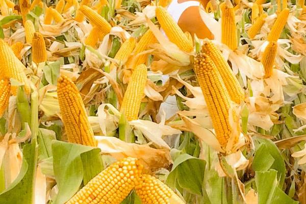 未玉002玉米种子介绍，5月下旬-6月初播种