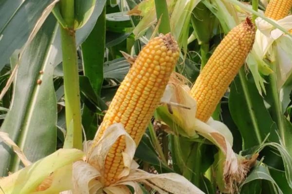 追丰白甜糯936玉米种子简介，该品种出苗至采收78.8天