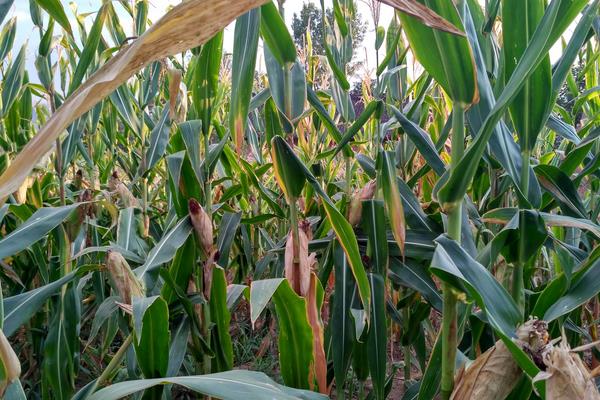 鑫星939玉米种子介绍，中抗南方锈病