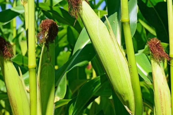 吉科玉817玉米品种的特性，中熟品种