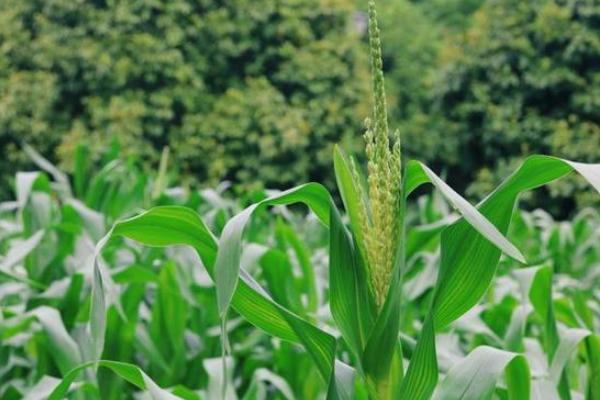 临青1号玉米种子特点，春播平均生育期141.5天