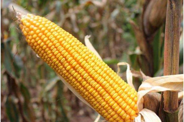 友玉1176玉米种子介绍，及时防治大斑病等病虫害