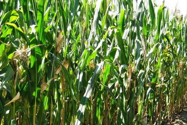 长单716玉米种子简介，适宜播期6月上中旬