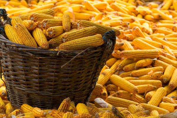 农兆福二号玉米品种的特性，注意防治病虫害