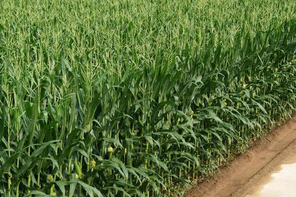 长单716玉米种子简介，适宜播期6月上中旬