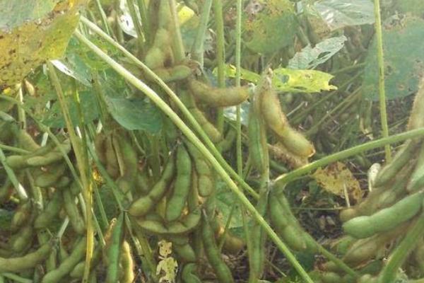 渝鲜豆4号大豆种子简介，注意防治大豆蚜虫