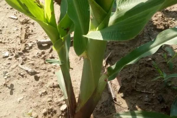 弘农816玉米种子特征特性，生育期108.4天