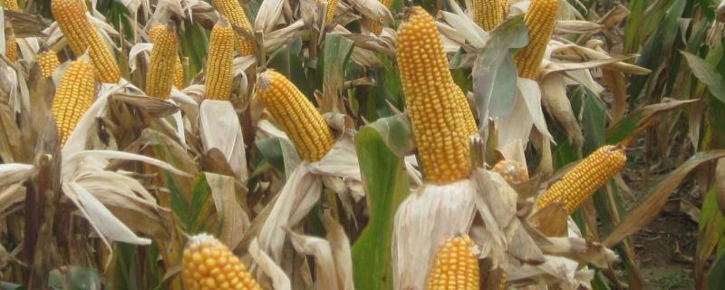 F163玉米种子简介,适宜播期4月下旬至5月上旬