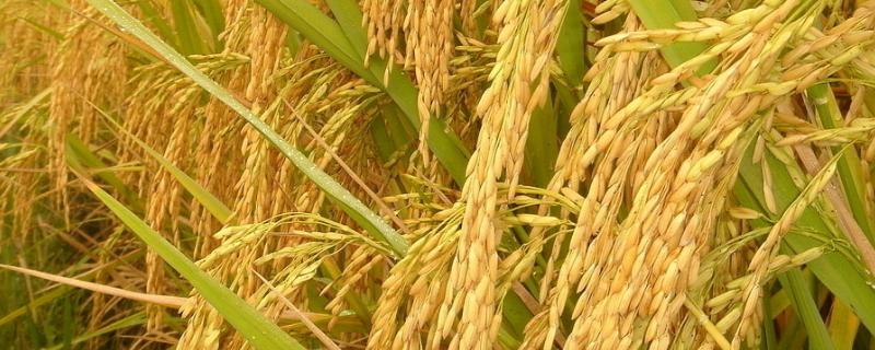 晋稻23号水稻品种的特性，适宜播期4月上中旬