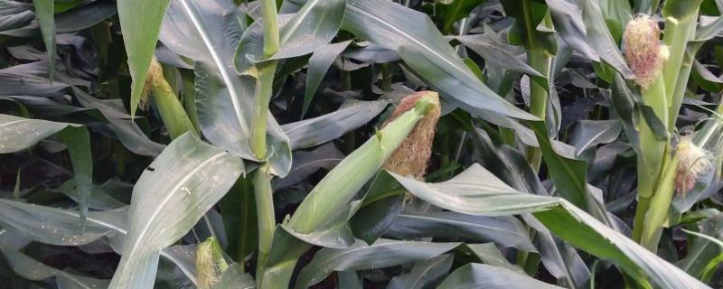 弘农816玉米种子特征特性，生育期108.4天