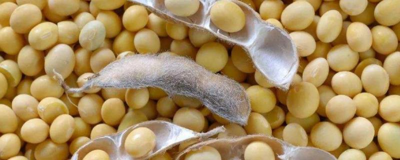 渝鲜豆4号大豆种子简介，注意防治大豆蚜虫