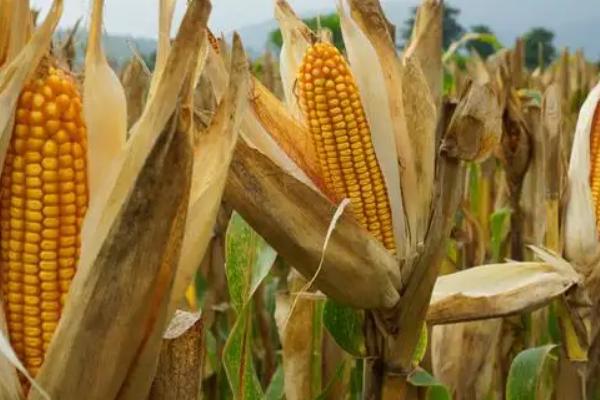 伟科707玉米种子特征特性，适宜密度为4500株/亩左右