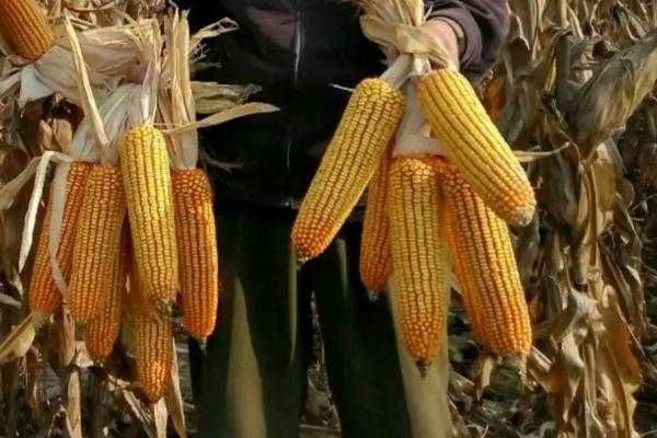 贵蔬黄糯88（区试名称：真金糯899）玉米种子特点，播种至鲜穗采收期为96.6天