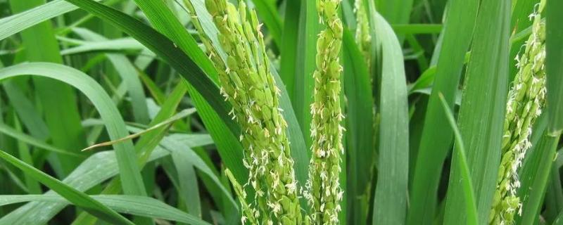 甜香优2115水稻品种的特性，在铜仁全生育期145.8天