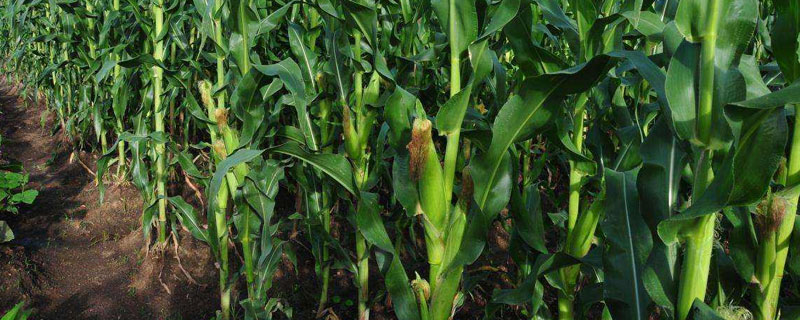 绵单971玉米种子特点，夏播平均生育期100.3天