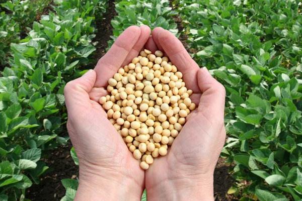 渝鲜豆4号大豆种子简介，注意防治大豆蚜虫