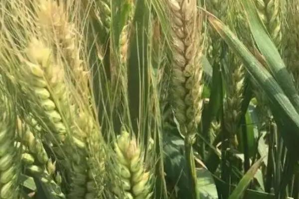 冬春38小麦种子介绍，高抗叶锈病