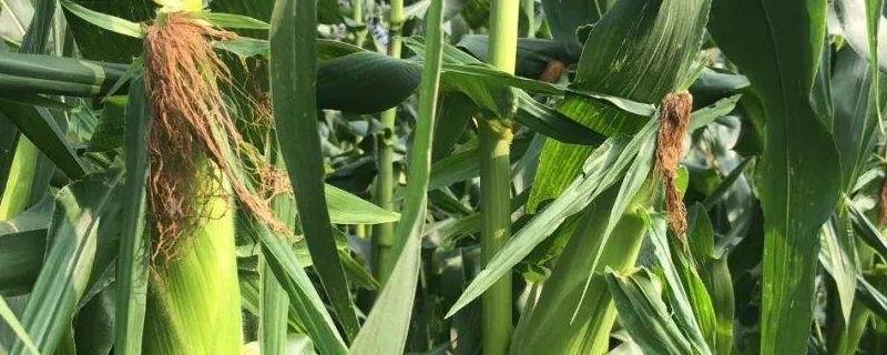 伟科707玉米种子特征特性,适宜密度为4500株/亩左右