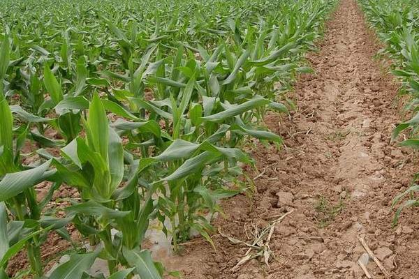 瑞育3号玉米种子特征特性，注意防治丝黑穗病