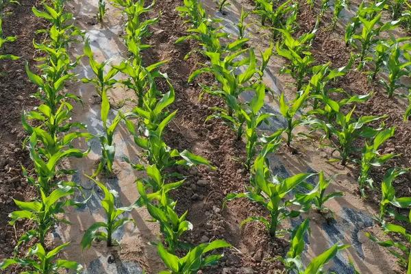 瑞育3号玉米种子特征特性，注意防治丝黑穗病