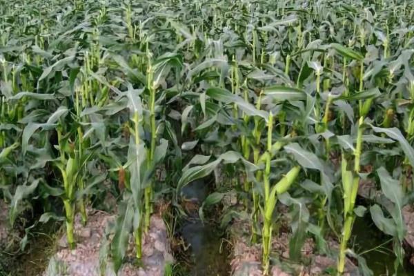 珍早50玉米品种的特性，鲜食糯玉米品种