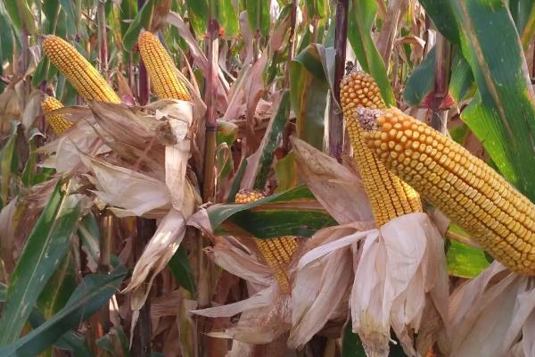 伟科707玉米种子特征特性，适宜密度为4500株/亩左右