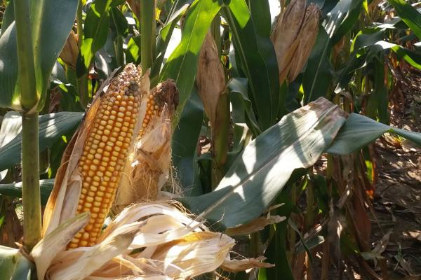 鑫星939玉米种子介绍，中抗南方锈病