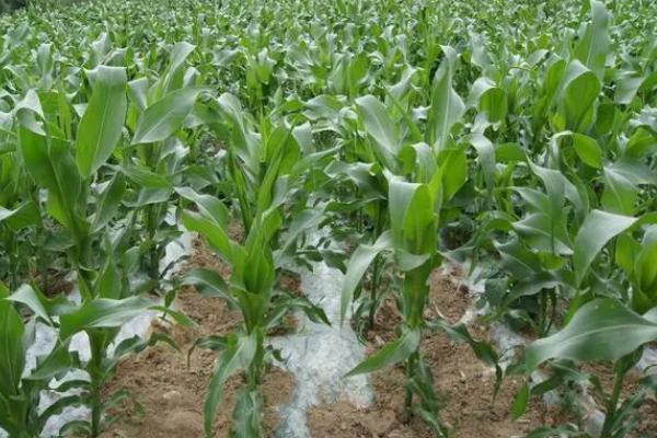 瑞育3号玉米种子特征特性，注意防治丝黑穗病