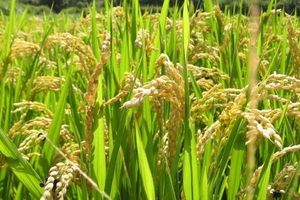甜香优2115水稻品种的特性,在铜仁全生育期145.8天
