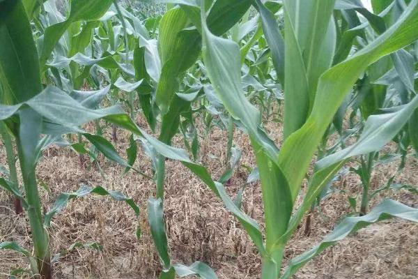 珍早50玉米品种的特性，鲜食糯玉米品种