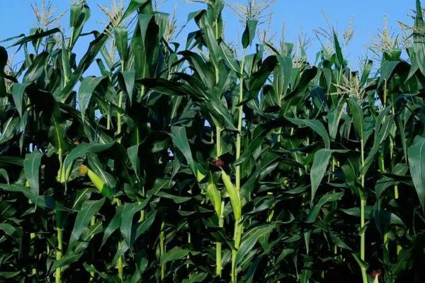 壮农88玉米种子简介，全生育期97.0天左右