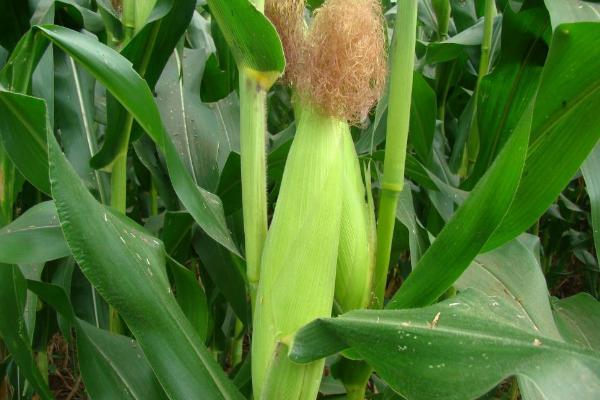 追丰白甜糯936玉米种子简介，该品种出苗至采收78.8天