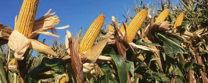 瑞育3号玉米种子特征特性，注意防治丝黑穗病