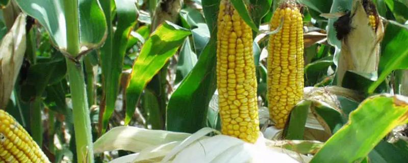 傲玉699（区试名称：更试12号）玉米种子简介，及时防治纹枯病等病虫害