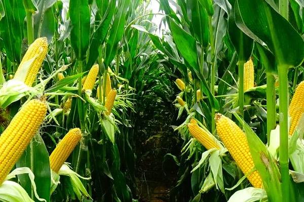 傲玉699（区试名称：更试12号）玉米种子简介，及时防治纹枯病等病虫害